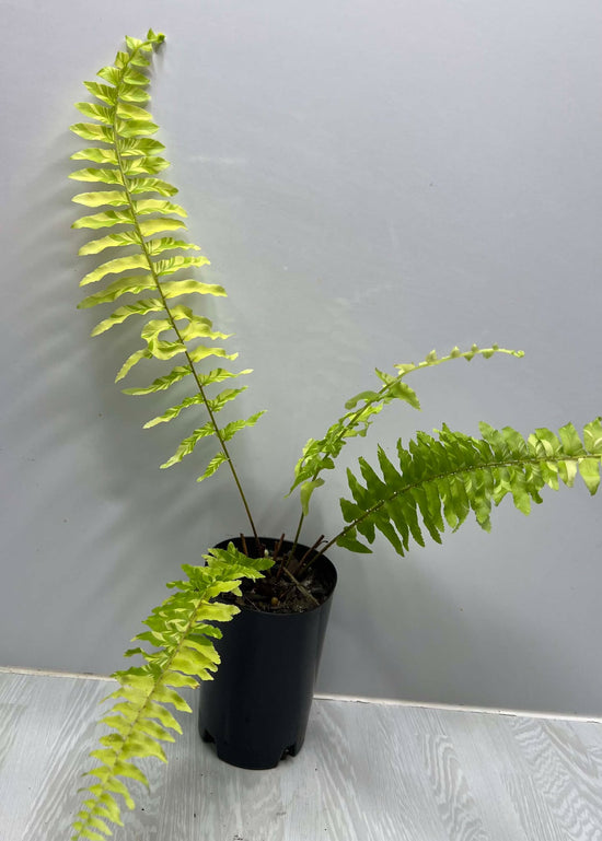 Tiger Fern BJC21