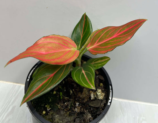 Aglaonema &