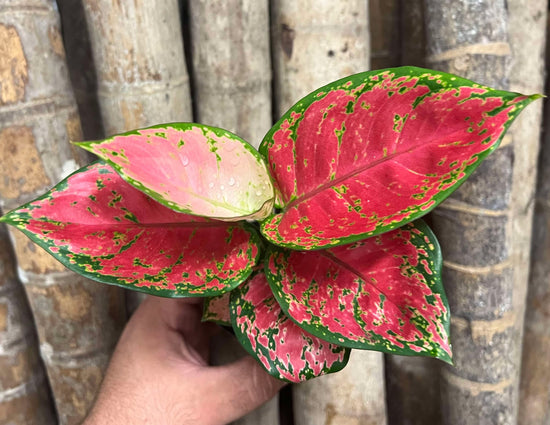 Aglaonema &