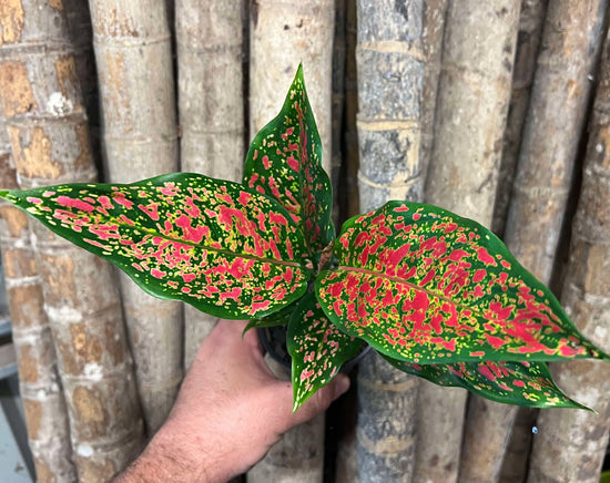 Aglaonema &