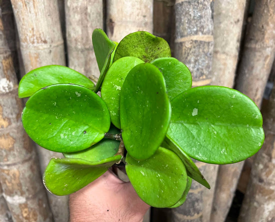 Hoya obovata B3