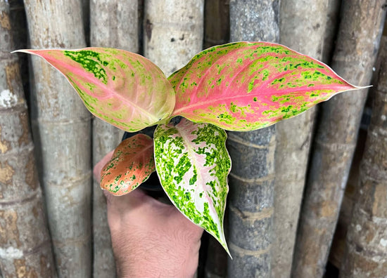 Aglaonema &