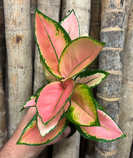 Aglaonema &