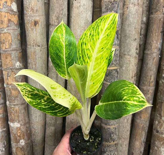 Aglaonema &