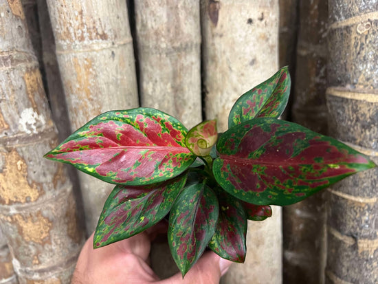 Aglaonema &