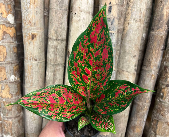 Aglaonema &