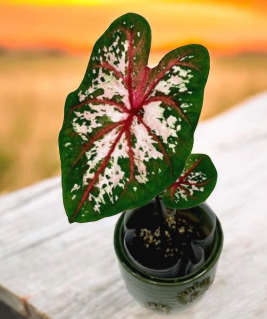 Caladium &