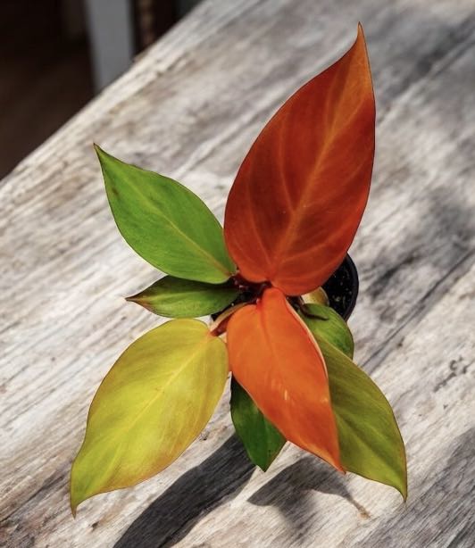 Philodendron &