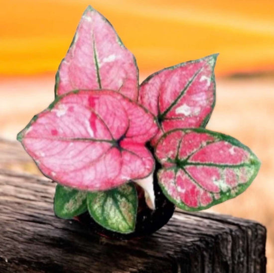 Caladium &