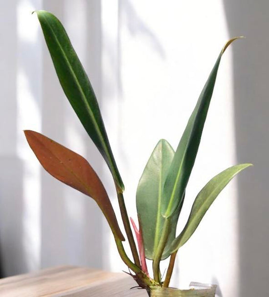 Philodendron &