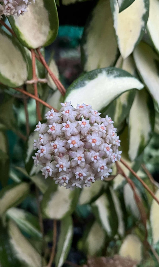 Hoya Carnosa &