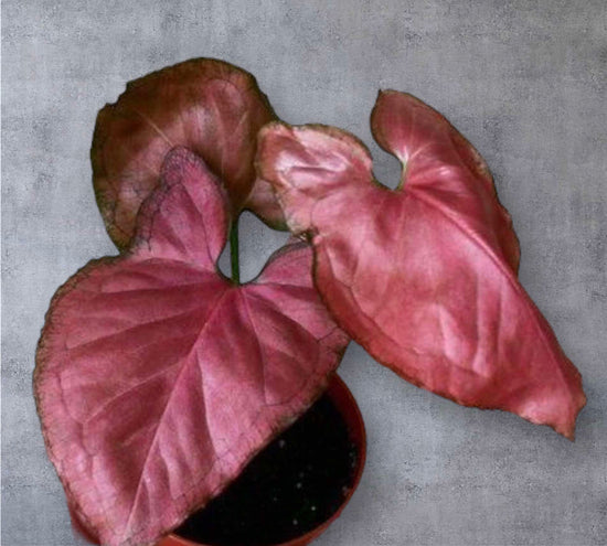 Syngonium &