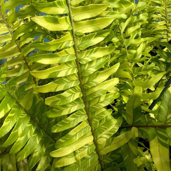 Tiger Boston Fern 100mm Pot