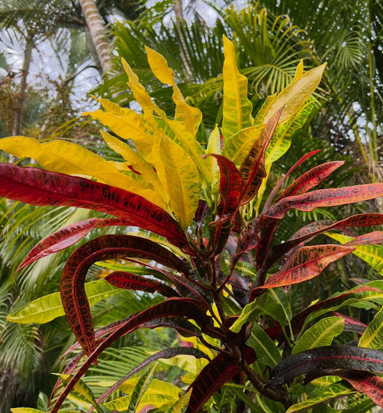Croton &