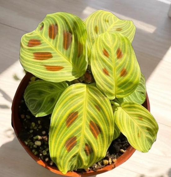 Maranta &