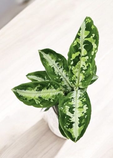 Aglaonema pictum &