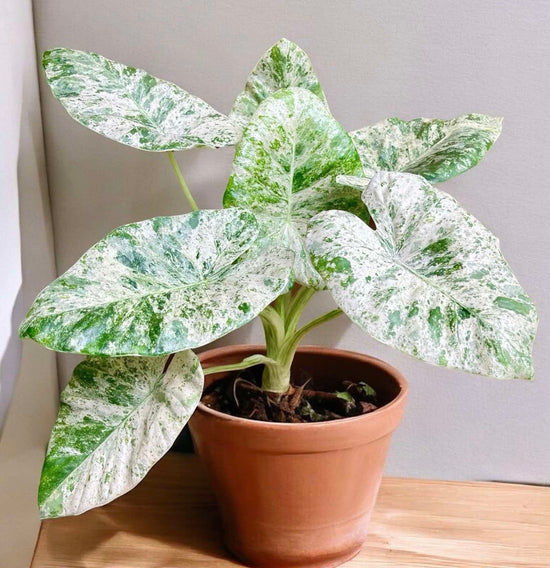 Alocasia &