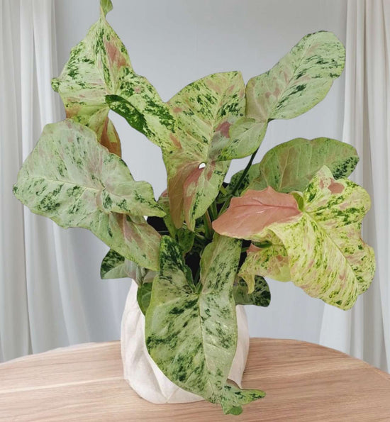 Syngonium &