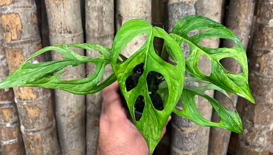 Monstera adansonii &