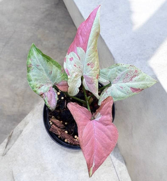 Syngonium &
