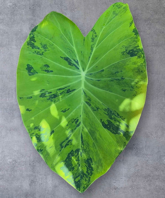 Colocasia &