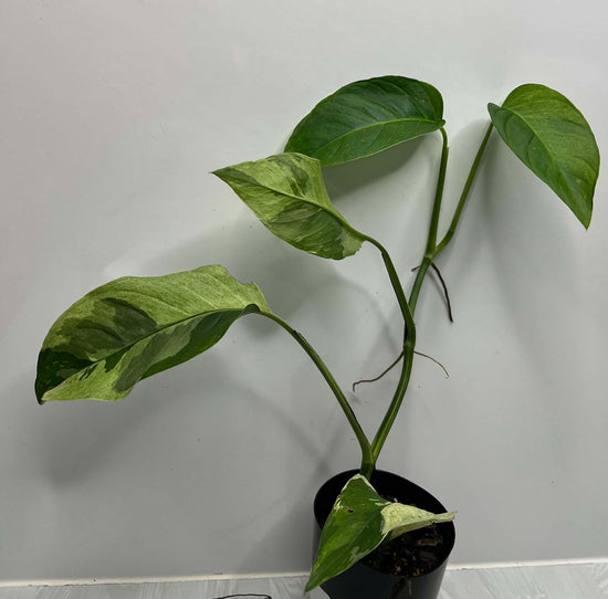 Monstera laniata &