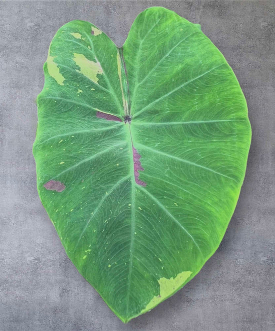 Colocasia &
