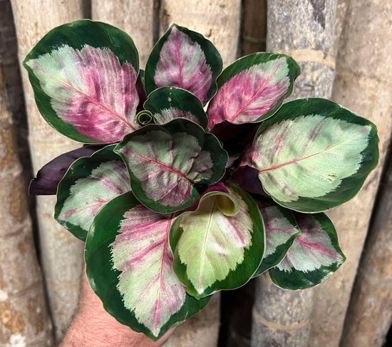 Calathea &