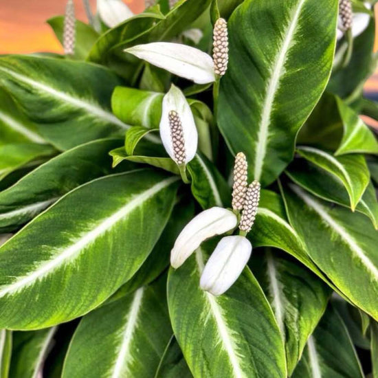 Spathiphyllum &