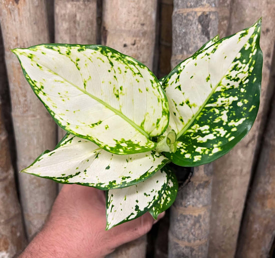 Aglaonema &