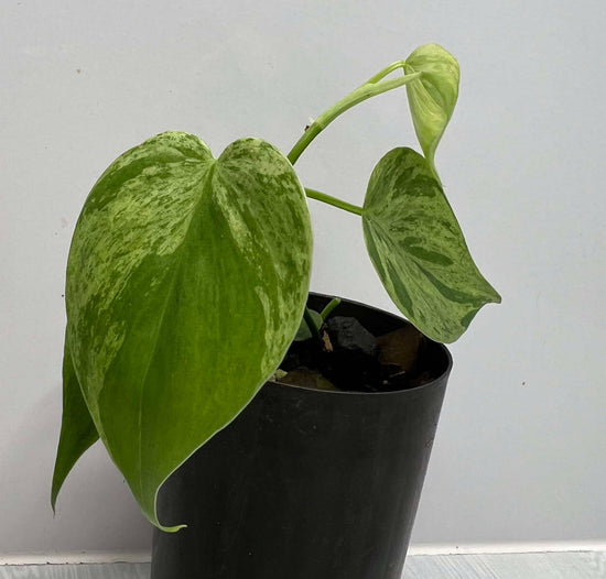 Philodendron &