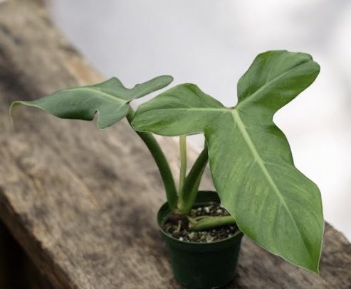 Philodendron &