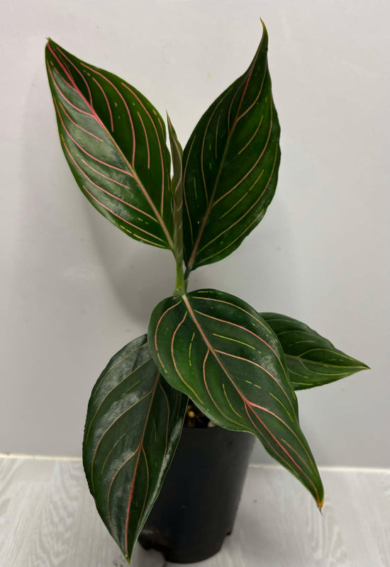 Aglaonema &