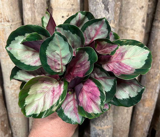 Calathea &