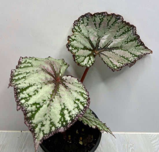 Begonia &