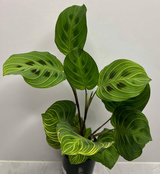 Maranta &