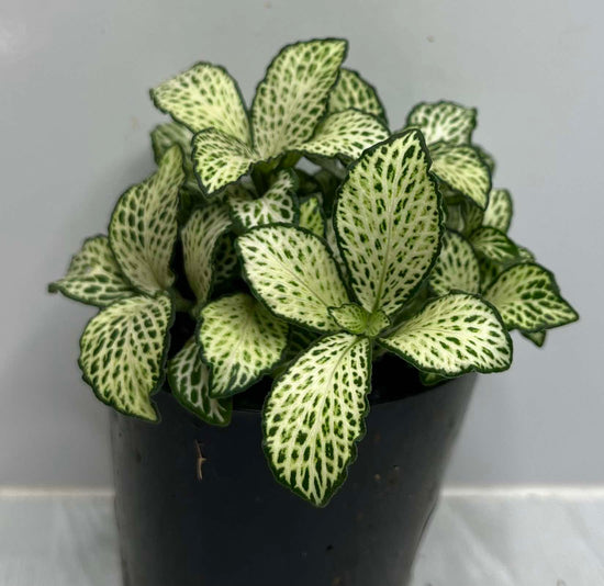 Fittonia &