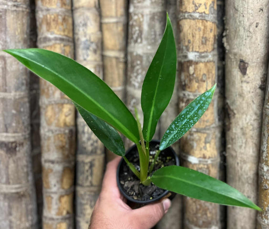 Philodendron &