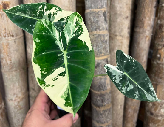 Alocasia &