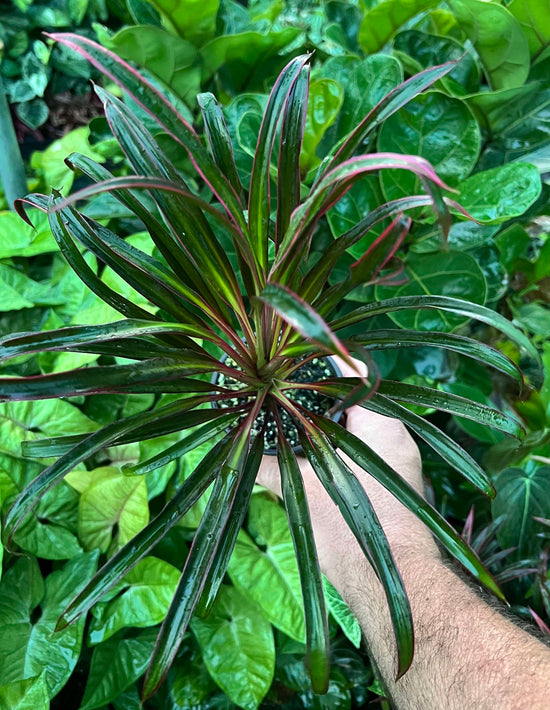 Cordyline &