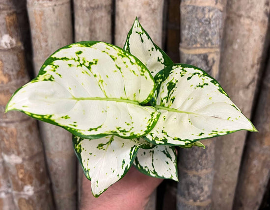 Aglaonema &