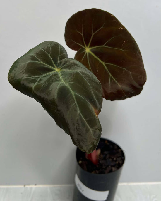 Begonia burkii &