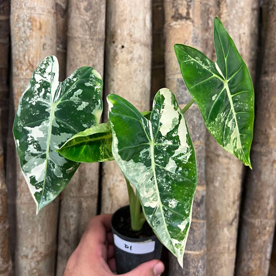 Alocasia &