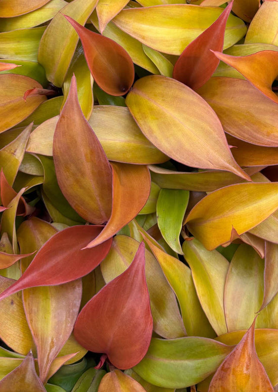 Philodendron &