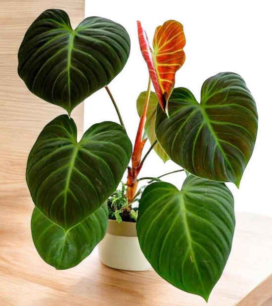 Philodendron &