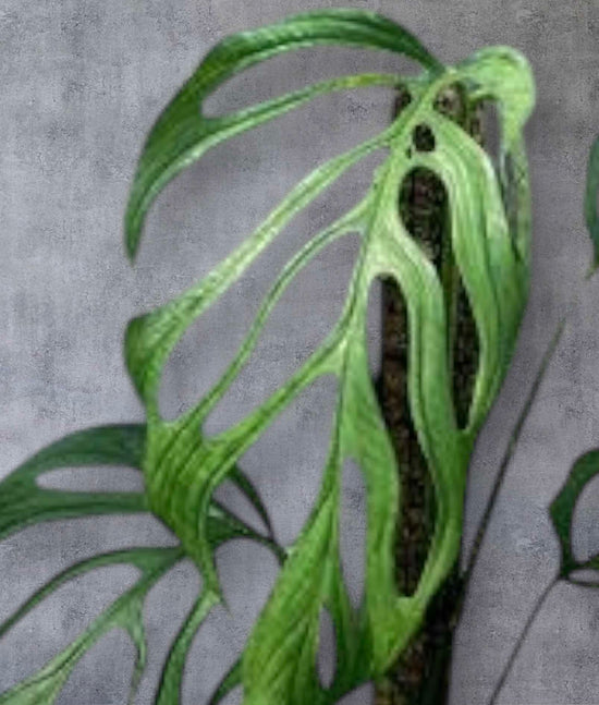 Monstera &
