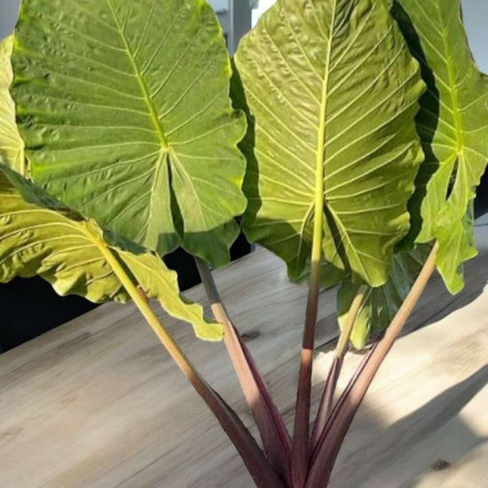 Alocasia &