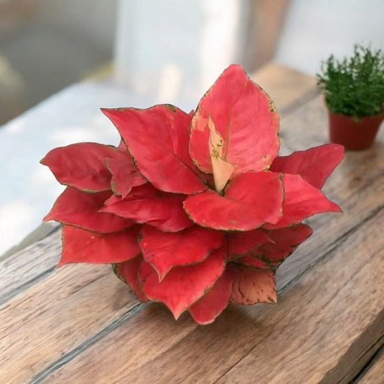 Aglaonema &