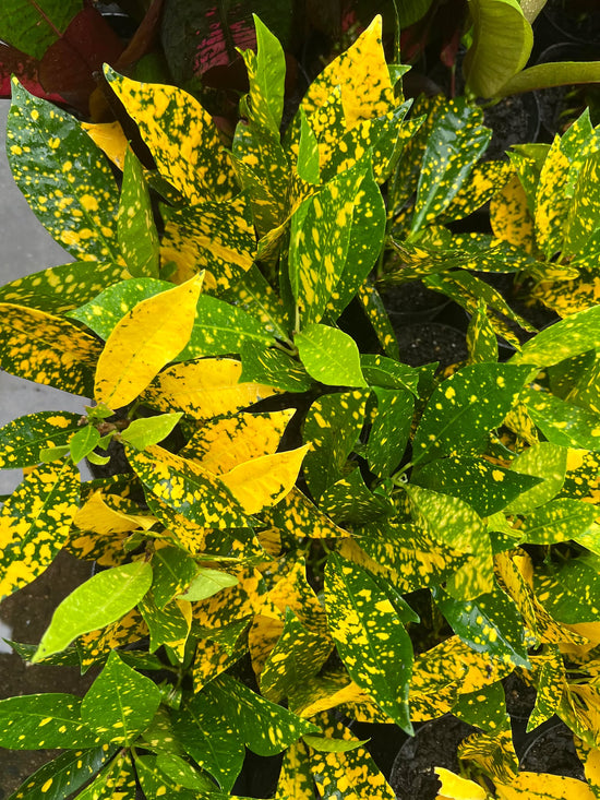 Croton &