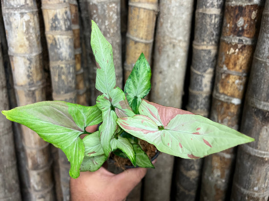 Syngonium &